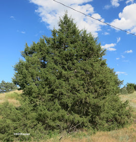 red cedar, Juniperus