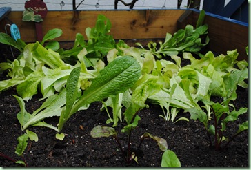 nyvattnad sallad