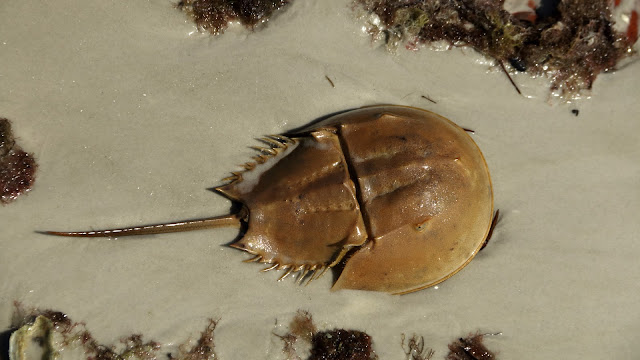 Horseshoe crab on the sand