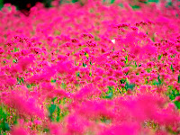 garden wallpaper pink flower background pink wallpaper