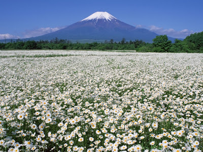 spring flower wallpaper. spring flower wallpaper.