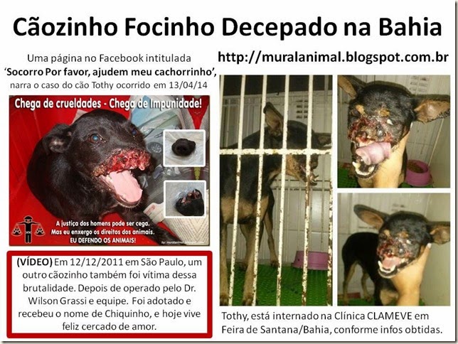 Cãozinho Focinho Decepado na Bahia