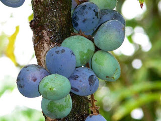 Davidson's Plum Fruit Pictures