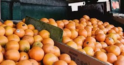 Πρόστιμο σε πλανόδιο: Κατασχέθηκαν και τα 800 κιλά πορτοκάλια που είχε στην κατοχή του. Τσουχτερά πρόστιμα, συλλήψεις και κατασχέσεις προϊόν...