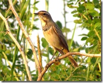 1 -Bluethroat ( 104 kb 0