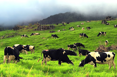 Dairy Farm, Kundasang Sabah