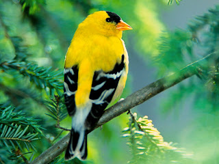 Gold Finch Bird Pictures