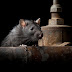   Sokkoló a helyzet, hatalmas patkányok lepték el az otthonokat - Videó!