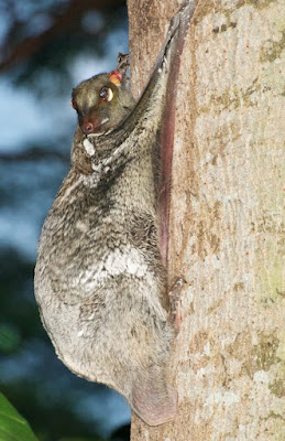 Sunda Colugo (Galeopterus variegatus) 