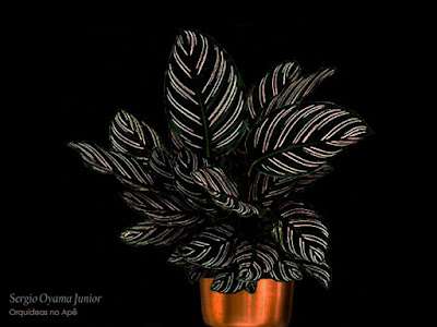 Calathea ornata