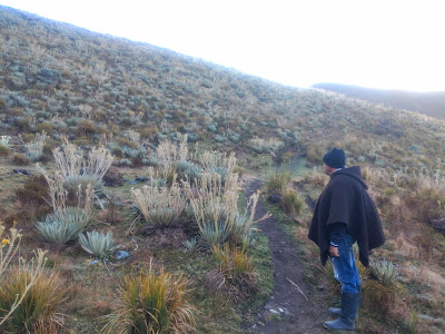 Ruana-clad guide Luis Emilio examines the frailejones on the trek up to Ritacuba Blanco in the Sierra Nevada de El Cocuy, Güicán and Chita.