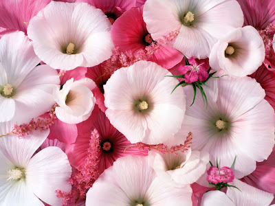 HD Flowers Widescreen Wallpapers