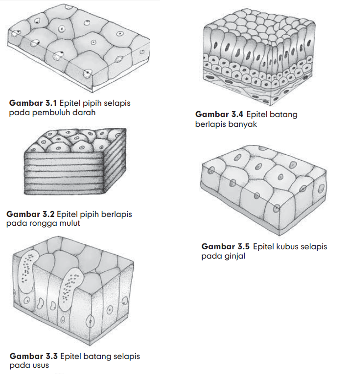 Macam Macam Jaringan  Epitel  Pada Hewan  dan Fungsinya 