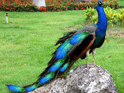 good image of peacock allfreshwallpaper
