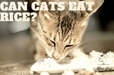 Can cats eat rice?