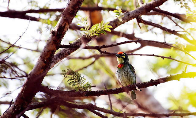 Coppersmith barbet Valley School Bangalore Birding