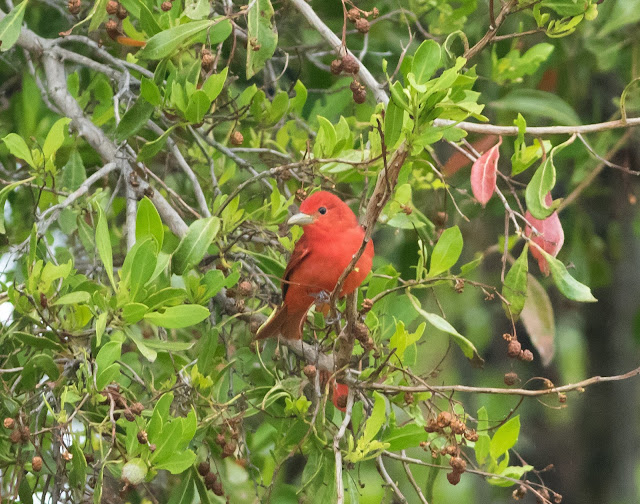 Summer Tanager - Florida