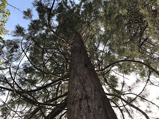 A photo looking up through the branches of a tree.  The branches are curved and seem to swirl, like the tree is dancing.  Photograph by Kevin Nosferatu for the Skulferatu Project.