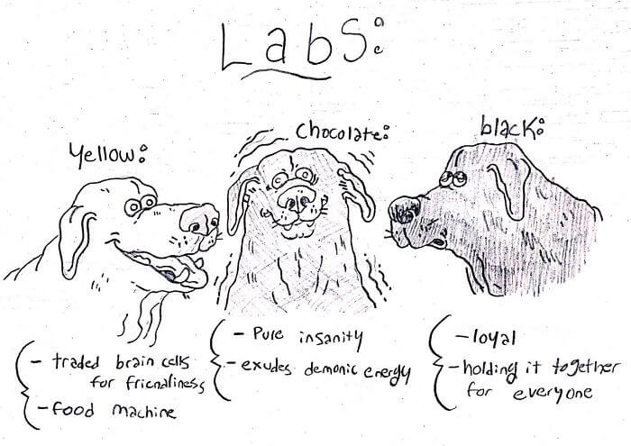 Funny Comic Series That Will Help You Identify Most Dog Breeds