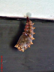 caterpillar turn into chrysalis 12