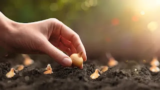 Trucos de jardinería: Cómo propagar plantas con semillas