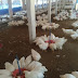 FEED MANAGEMENT  & WATER MANAGEMENT  IN POULTRY FARM