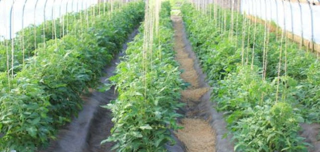 Tomato Farming/Processing on Business Plans and Feasibility Study Report  