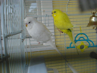 Two budgies take a vacation!