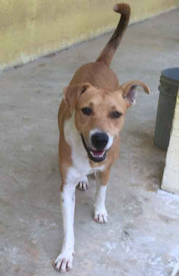 cute dog at an animal shelter