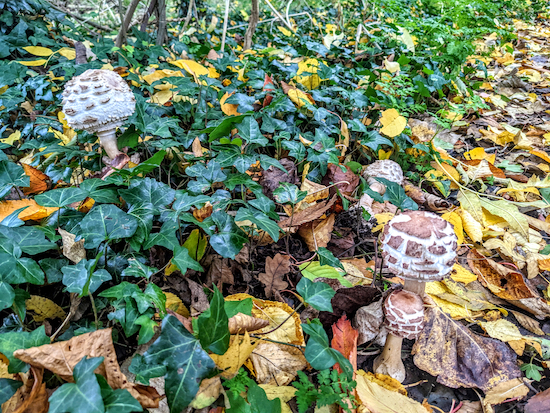 Fungi along Furneux Pelham footpath 8