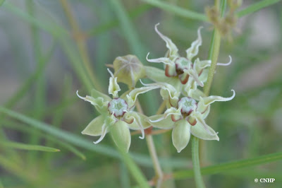 Asclepias macrotis flowers