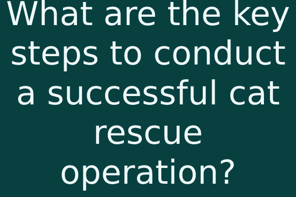 What are the key steps to conduct a successful cat rescue operation?