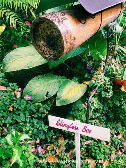 Stingless bees at Sonya's Garden in Tagaytay