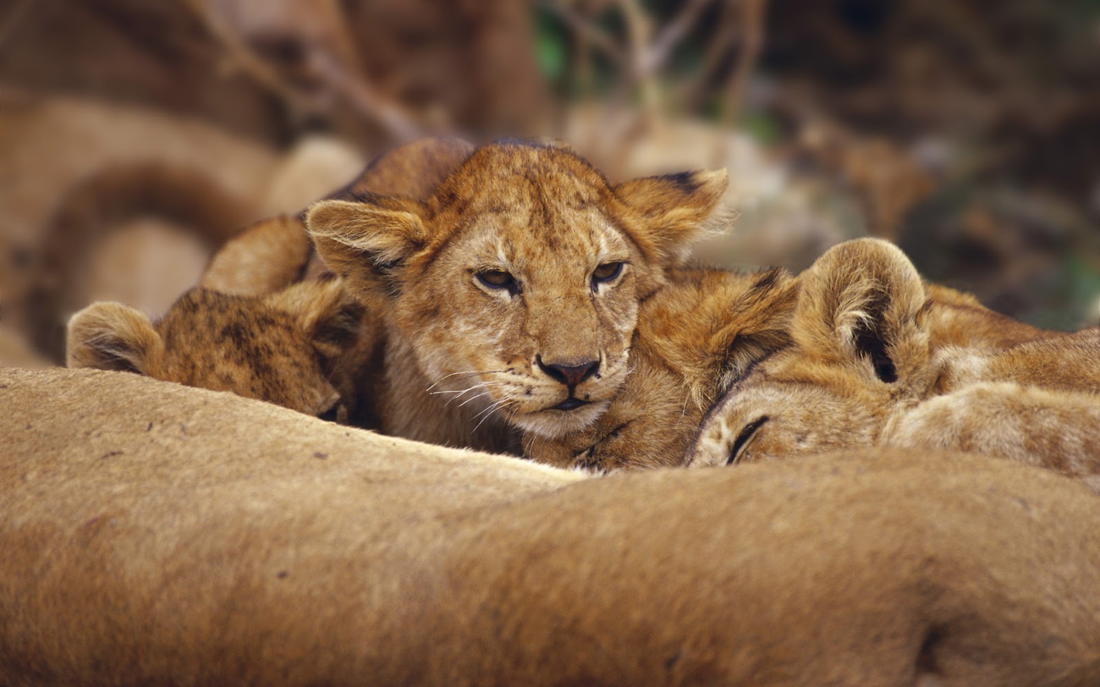  Cute  baby  lions  HD wallpaper  The Wallpaper  Database