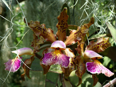 Cattleya schilleriana care and culture