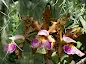 Cattleya schilleriana care and culture