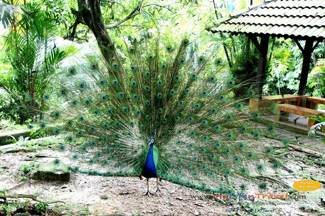 Kuala Lumpur Bird Park