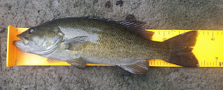 little patuxent smallmouth