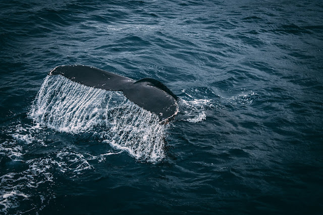 Pacific Ocean - Whale Tail On Water Surface