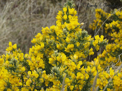 Ulex europaeus, gorse