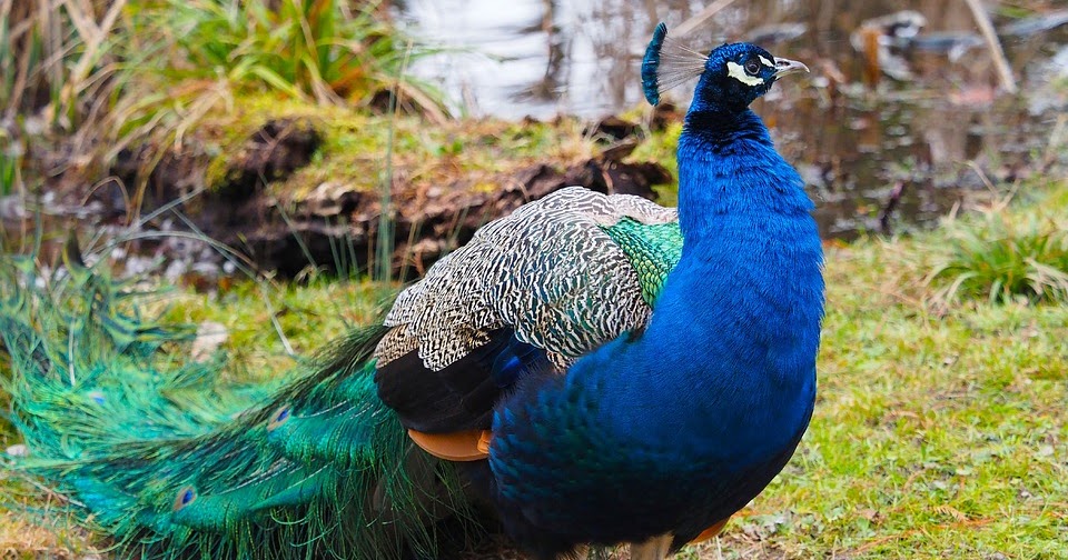  Cara  Menangkar dan Membudidayakan Burung  Merak  Biru