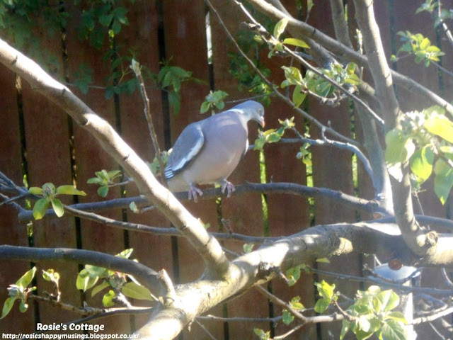 Blogtober Day 1: Autumn has arrived, the garden's changing and our garden guests will start to need help finding food soon.