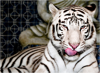 White Tiger Facts,Royal Bengal Tiger