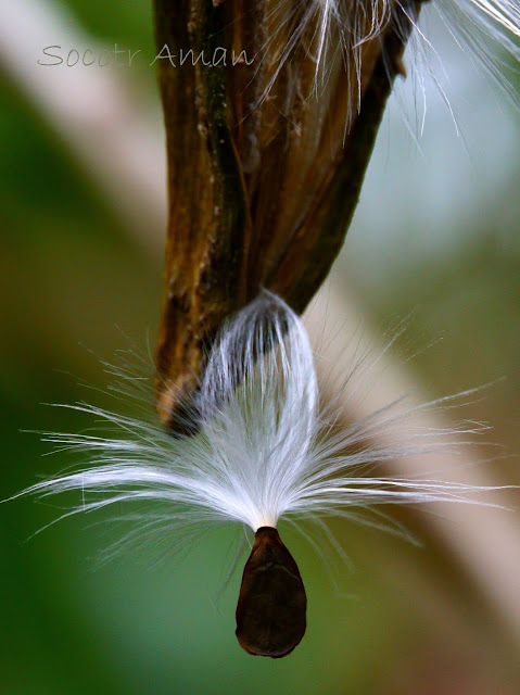 Marsdenia tomentosa