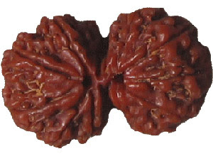 Gauri Shankar Rudraksha