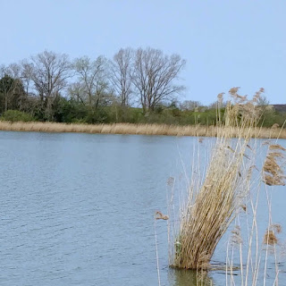 Roseaux sur l'étang de la Mutche