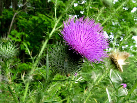 bull thistle