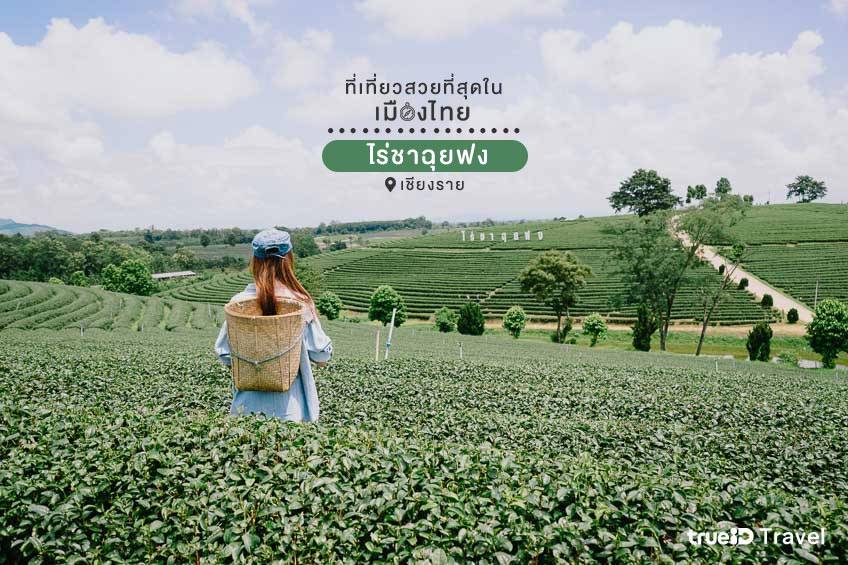เที่ยวไร่ชาฉุยฟง เชียงราย