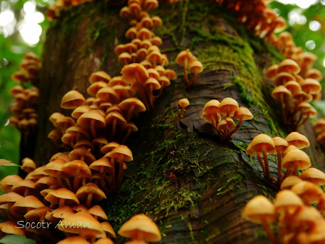 Xeromphalina campanella