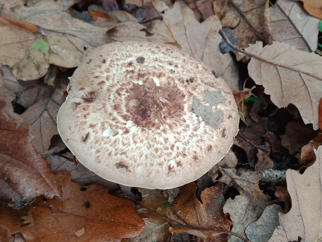 Agaricus sp, Indre et Loire, France. Photo by Loire Valley Time Travel.